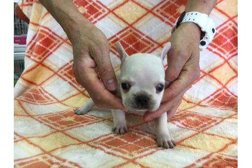 成約済の愛知県のフレンチブルドッグ-31853の2枚目